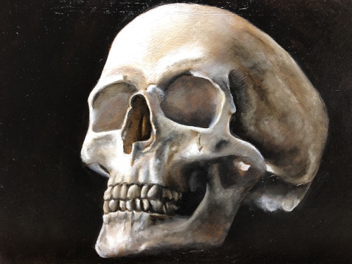 Skull Study