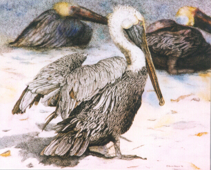 Brown Pelican