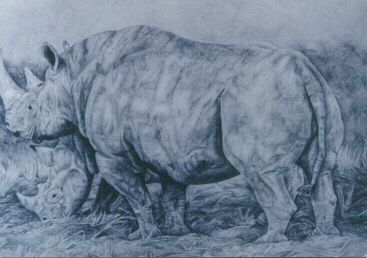 Black Rhino and Calf