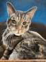 Cat Portrait 2 (oil)